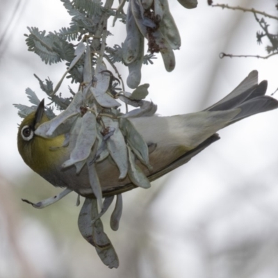 Zosterops lateralis (Silvereye) at Dunlop, ACT - 15 Nov 2018 by AlisonMilton