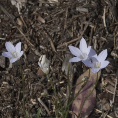 Wahlenbergia sp. (Bluebell) at Woodstock Nature Reserve - 15 Nov 2018 by AlisonMilton