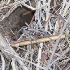 Lycosidae (family) (Unidentified wolf spider) at Woodstock Nature Reserve - 15 Nov 2018 by AlisonMilton