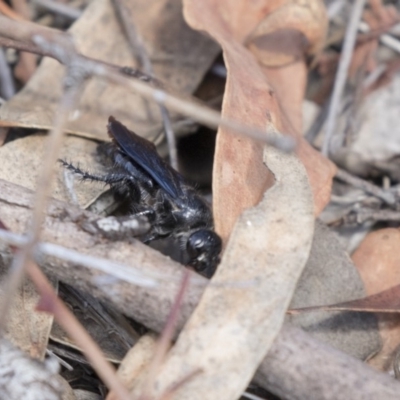 Austroscolia soror (Blue Flower Wasp) at Woodstock Nature Reserve - 15 Nov 2018 by Alison Milton