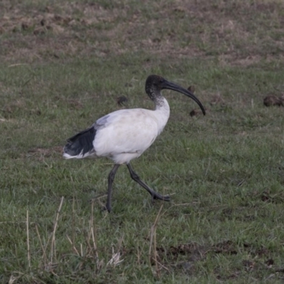 Threskiornis molucca (Australian White Ibis) at Holt, ACT - 15 Nov 2018 by Alison Milton