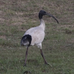 Threskiornis molucca at Holt, ACT - 15 Nov 2018