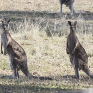 Macropus giganteus at Holt, ACT - 15 Nov 2018 04:17 PM