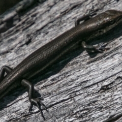 Pseudemoia entrecasteauxii (Woodland Tussock-skink) at Mount Clear, ACT - 30 Oct 2018 by SWishart