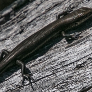 Pseudemoia entrecasteauxii at Mount Clear, ACT - 31 Oct 2018 10:13 AM