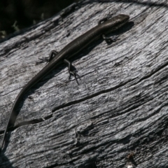 Pseudemoia entrecasteauxii at Mount Clear, ACT - 31 Oct 2018 10:13 AM