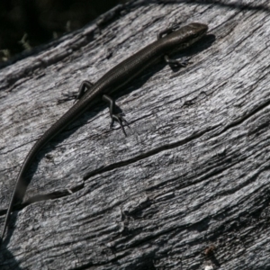 Pseudemoia entrecasteauxii at Mount Clear, ACT - 31 Oct 2018 10:13 AM