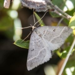 Antasia flavicapitata at Mount Clear, ACT - 31 Oct 2018