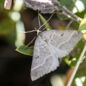 Antasia flavicapitata at Mount Clear, ACT - 31 Oct 2018