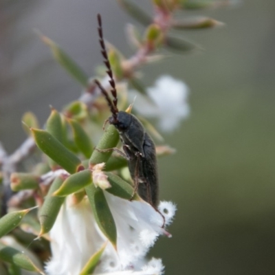 Elateridae sp. (family) (Unidentified click beetle) at Mount Clear, ACT - 31 Oct 2018 by SWishart