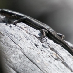 Pseudemoia spenceri (Spencer's Skink) at Mount Clear, ACT - 30 Oct 2018 by SWishart