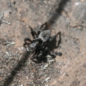 Salpesia sp. (genus) at Namadgi National Park - 31 Oct 2018