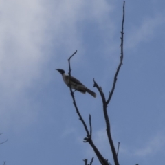 Philemon corniculatus (Noisy Friarbird) at Dunlop, ACT - 14 Nov 2018 by Alison Milton