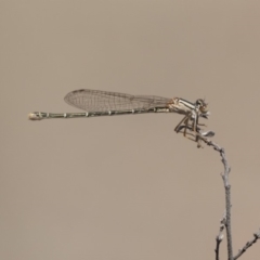 Xanthagrion erythroneurum (Red & Blue Damsel) at Woodstock Nature Reserve - 15 Nov 2018 by AlisonMilton