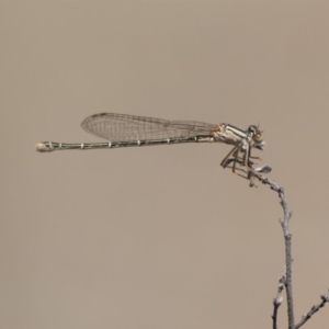 Xanthagrion erythroneurum at Dunlop, ACT - 15 Nov 2018