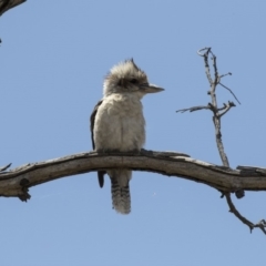 Dacelo novaeguineae (Laughing Kookaburra) at Woodstock Nature Reserve - 15 Nov 2018 by Alison Milton