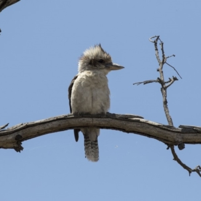 Dacelo novaeguineae (Laughing Kookaburra) at Woodstock Nature Reserve - 15 Nov 2018 by Alison Milton