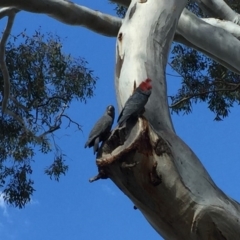 Callocephalon fimbriatum (Gang-gang Cockatoo) at Red Hill, ACT - 16 Nov 2018 by BenW