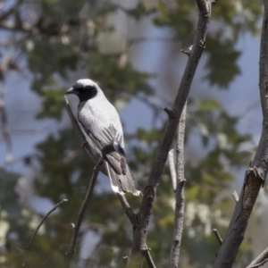 Coracina novaehollandiae at Dunlop, ACT - 15 Nov 2018