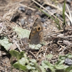 Junonia villida (Meadow Argus) at Woodstock Nature Reserve - 15 Nov 2018 by Alison Milton