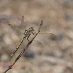 Orthetrum caledonicum (Blue Skimmer) at Woodstock Nature Reserve - 15 Nov 2018 by Alison Milton