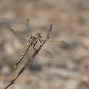 Orthetrum caledonicum at Dunlop, ACT - 15 Nov 2018 12:27 PM