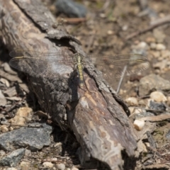 Orthetrum caledonicum at Dunlop, ACT - 15 Nov 2018 12:27 PM