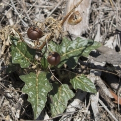 Solanum cinereum (Narrawa Burr) at Woodstock Nature Reserve - 15 Nov 2018 by AlisonMilton
