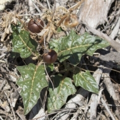 Solanum cinereum at Dunlop, ACT - 15 Nov 2018