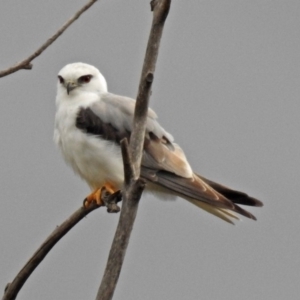 Elanus axillaris at Fyshwick, ACT - 15 Nov 2018