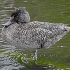 Stictonetta naevosa (Freckled Duck) at Fyshwick, ACT - 15 Nov 2018 by RodDeb