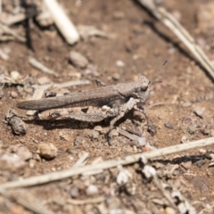 Pycnostictus sp. (genus) (A bandwing grasshopper) at Dunlop, ACT - 15 Nov 2018 by AlisonMilton