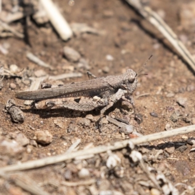 Pycnostictus sp. (genus) (A bandwing grasshopper) at Dunlop, ACT - 15 Nov 2018 by Alison Milton