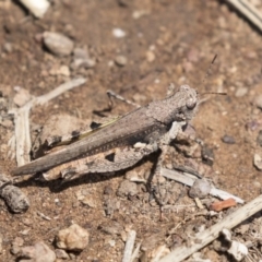 Pycnostictus sp. (genus) at Dunlop, ACT - 15 Nov 2018 12:31 PM