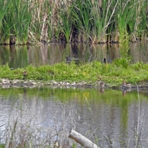 Gallinago hardwickii at Fyshwick, ACT - 15 Nov 2018