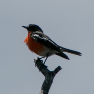 Petroica phoenicea at Mount Clear, ACT - 31 Oct 2018