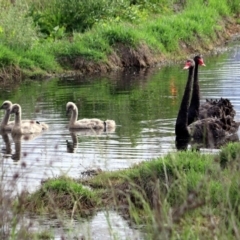 Cygnus atratus (Black Swan) at Fyshwick, ACT - 15 Nov 2018 by RodDeb