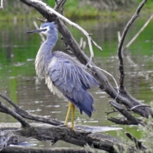 Egretta novaehollandiae at Fyshwick, ACT - 15 Nov 2018 06:08 PM