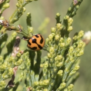 Coccinella transversalis at Dunlop, ACT - 15 Nov 2018