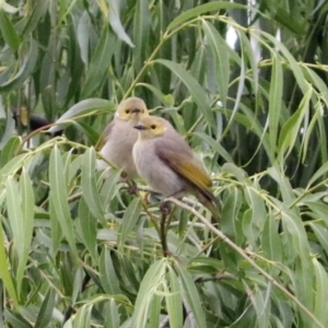 Ptilotula penicillata at Fyshwick, ACT - 15 Nov 2018