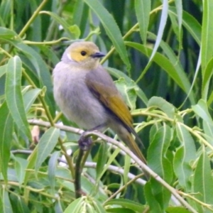 Ptilotula penicillata at Fyshwick, ACT - 15 Nov 2018