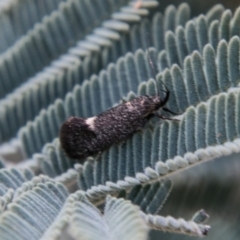 Leistomorpha brontoscopa (A concealer moth) at Mount Clear, ACT - 31 Oct 2018 by SWishart