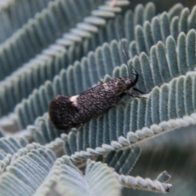 Leistomorpha brontoscopa (A concealer moth) at Mount Clear, ACT - 30 Oct 2018 by SWishart