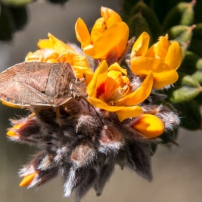 Dictyotus caenosus (Brown Shield Bug) at Mount Clear, ACT - 31 Oct 2018 by SWishart