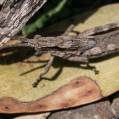 Coryphistes ruricola at Mount Clear, ACT - 31 Oct 2018 11:51 AM