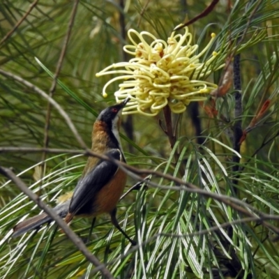 Acanthorhynchus tenuirostris (Eastern Spinebill) at Acton, ACT - 16 Nov 2018 by RodDeb