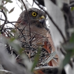 Accipiter fasciatus (Brown Goshawk) at Acton, ACT - 15 Nov 2018 by RodDeb