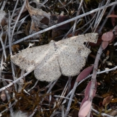 Taxeotis intextata (Looper Moth, Grey Taxeotis) at Theodore, ACT - 16 Nov 2018 by Owen