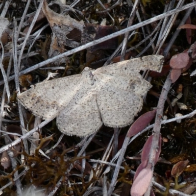 Taxeotis intextata (Looper Moth, Grey Taxeotis) at Theodore, ACT - 16 Nov 2018 by Owen