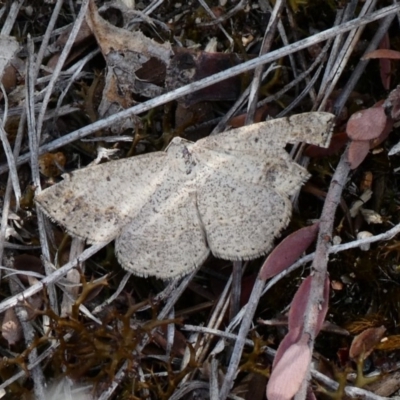 Taxeotis intextata (Looper Moth, Grey Taxeotis) at Theodore, ACT - 16 Nov 2018 by owenh